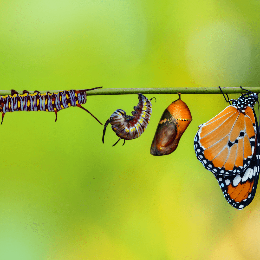 Illustration of the resurrection using the caterpillar metamorphosis